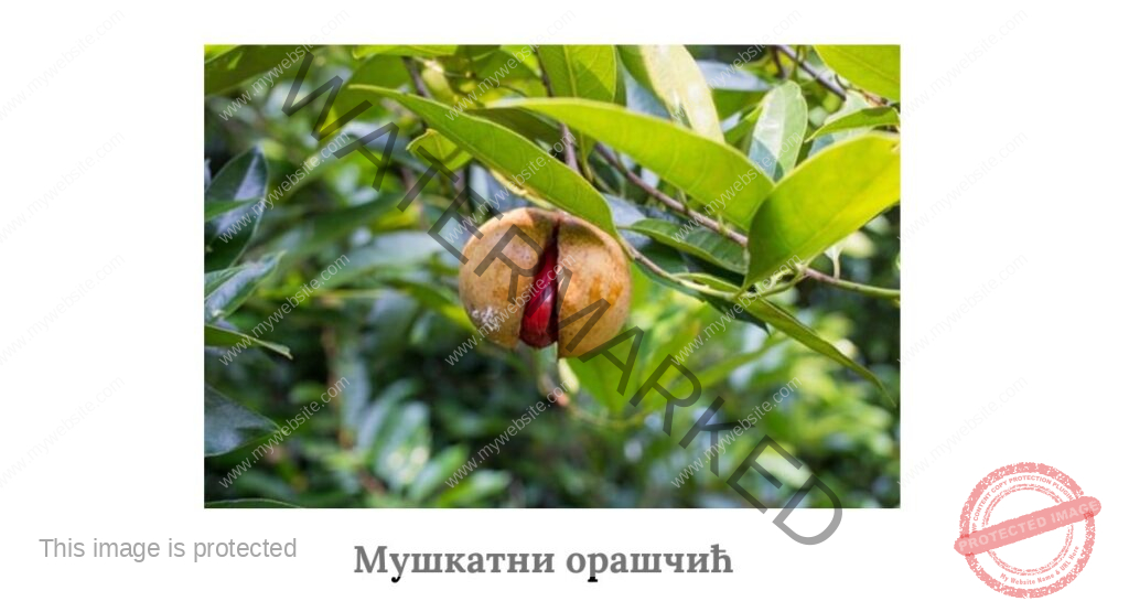 Мушкатни орашчић