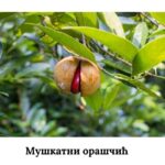 Мушкатни орашчић