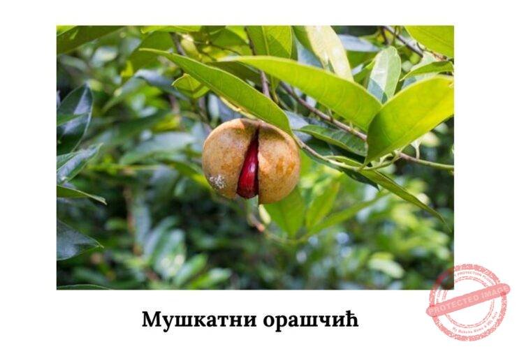 Мушкатни орашчић